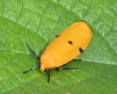 �ƂĂ����ꂢ�ȃ��c�{�V�z�\�o������