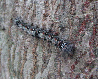 �q���͂���Ȃ炵��