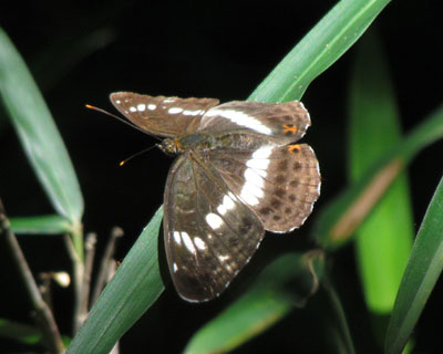 �C�`�����W�`���E