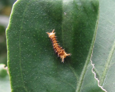 �N���A�Q�n�̃C���ۂ�