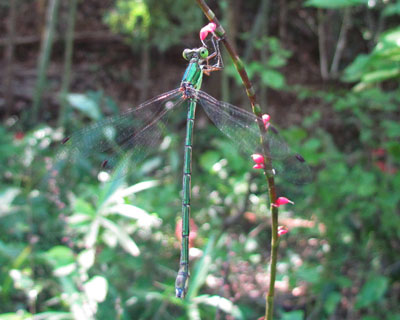 �C�g�g���{�͂����Ԃ牺�����Ă���