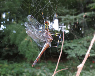 �������͑啨