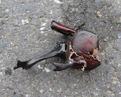 ���ɗ����Ă�