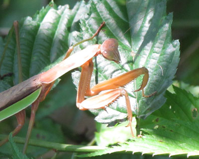 �ĂԂƐU�����