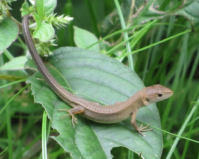 �J�i�w�r�͉��ڂ�����