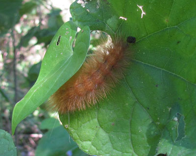 ����́A������ށH