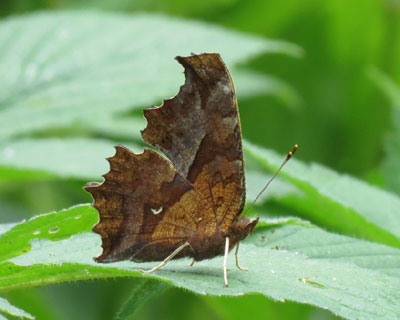 �L�^�e�n�͏H�̒�