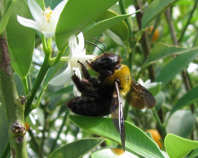 �L���J���ɗ���N�}�o�`