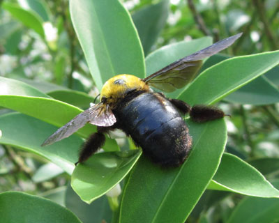 �ӂ�ӂ�̑����K��