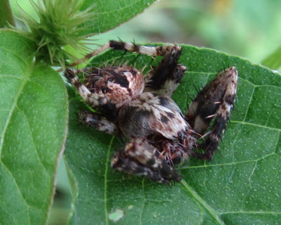 ���̂��킩��Ȃ��N��