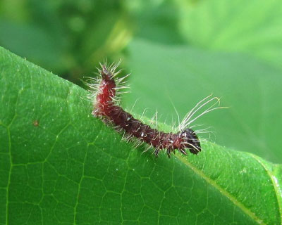 �����N���V���`�z�R���ȁH