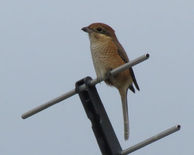 ���̃A���e�i�ɂ������Y�q