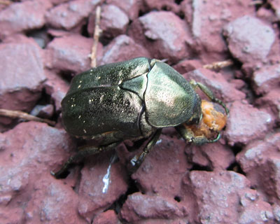 �Ȃɂ��厖�����Ɏ����Ă���