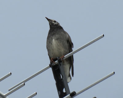 �����̃A���e�i�ɂ������N�h��