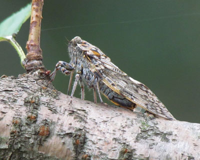 �������Ƃ��Ă��j�C�j�C�[�~