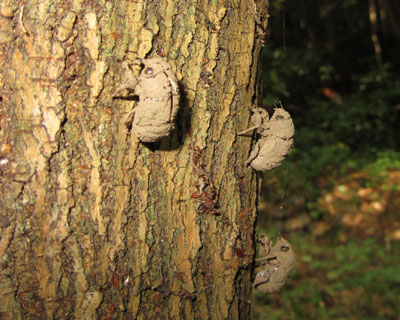 �����k�R�[�i�[��������