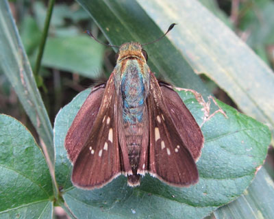 �ӊO�ɔw������