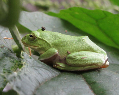 ���߂Č����V�����[�Q���A�I�K�G��