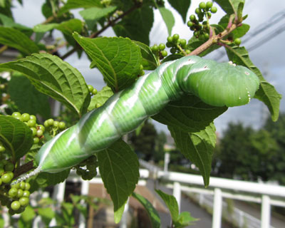 �����ň�����V���t���X�Y��