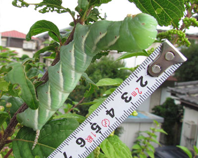 ����Ȃ̂��Q�C����