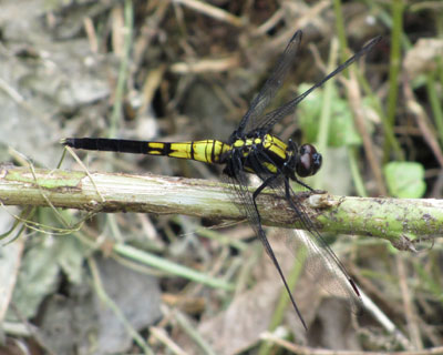 �I�I�V�I�J���g���{�q