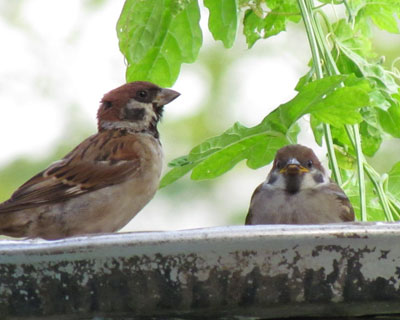 �e���傫���Ă��p���͒Ⴂ