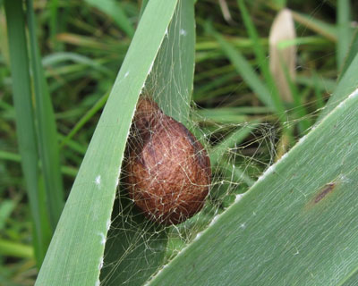 �i�K�R�K�l�O���̗��X�炵��