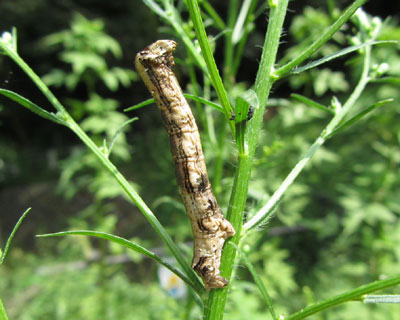 �I�I�g�r�X�W�G�_�V���N�H