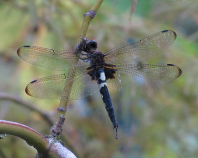 �x�����_�̃R�V�A�L�g���{