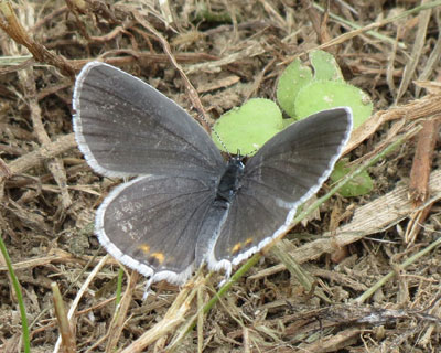 �c�o���V�W�~