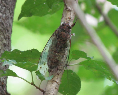 �c�N�c�N�{�E�V