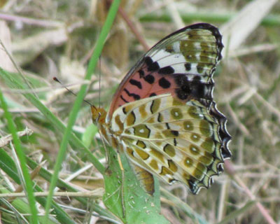 �������Ă�c�}�O���q���E����