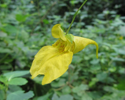 �L�c���t�l�͕����ׂ�