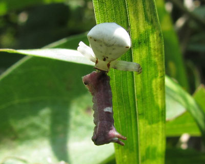 �A�Y�`�O���ɏP����E���M���V�W�~