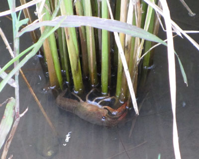 �U���K�j�͂�����̍����ŉ��ɂȂ�