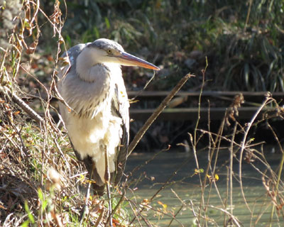 �ق��ق��̃A�I�T�M