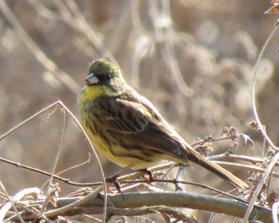 ���N�͏��Ȃ��A�I�W