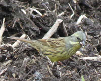 ���������܂ŗ���̂�