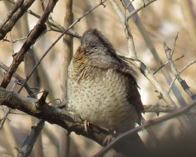 ���̏c�Ȃ�