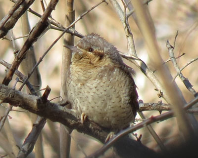 �ӊO�Ɋ炪���킢���A���X�C