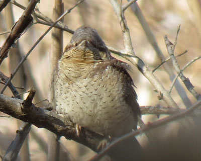 �A�̊�����