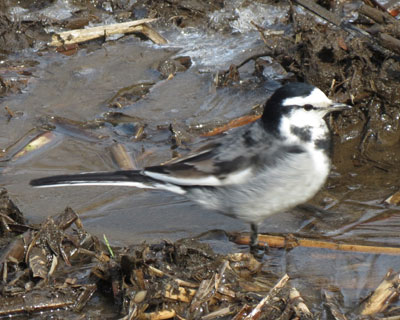 �Ȃ��炾�����ꂢ�Ɏʂ�́H