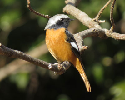 �������d���̂悤