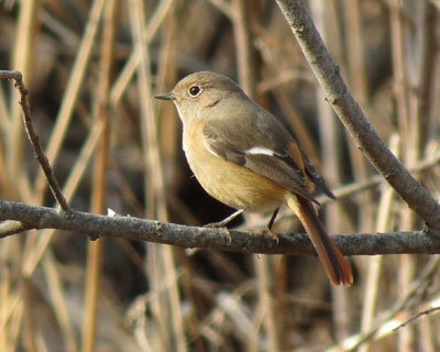 ���Ȃ��Ă�����Γ����Ȃ�