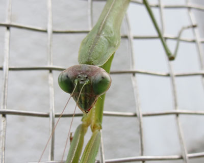 �����Ď���Ă���l�q