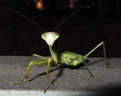 �����������C�ɂȂ���