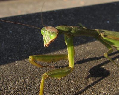 �s�G�ȏ΂݂𕂂��ׁA�p��������