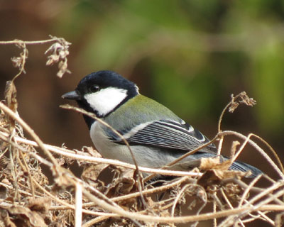 �V�W���E�J���͂����Z����