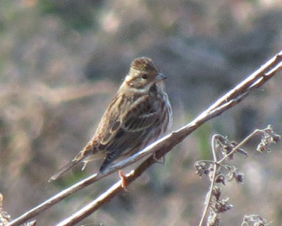 �J�V���_�J�̎B�e�ɐ����������Ƃ͂Ȃ�