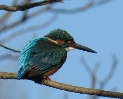 �J���Z�~�͔w�������ꂢ